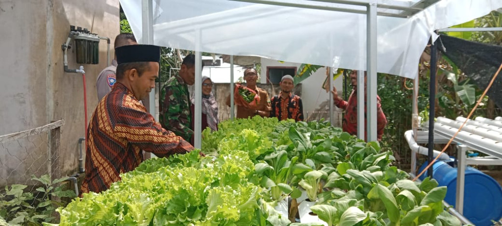 pak keuchik sedang panen sawi